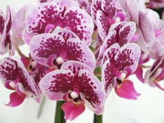 orchidsNL (46)